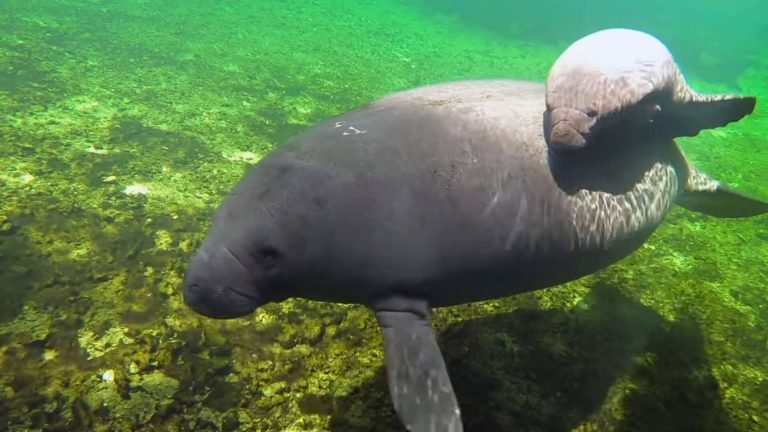 manatees_poster