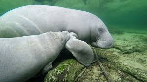 manatee