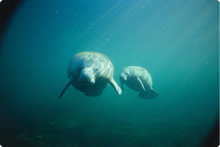 Manatee 2