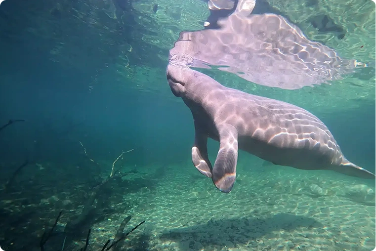 Manatee 3